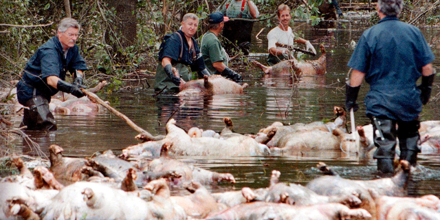 FILE - In this Sept. 24, 1999, file photo, employees of Murphy Family Farms along with friends and neighbors, float a group of dead pigs down a flooded road on Rabon Maready's farm near Beulaville, N.C. The hogs drowned from the floodwaters of the NE Cape Fear River after heavy rains from Hurricane Floyd flooded the area. The heavy rain expected from Hurricane Florence could flood hog manure pits, coal ash dumps and other industrial sites in North Carolina, creating a noxious witches’ brew of waste that might wash into homes and threaten drinking water supplies. (AP Photo/Alan Marler, File)