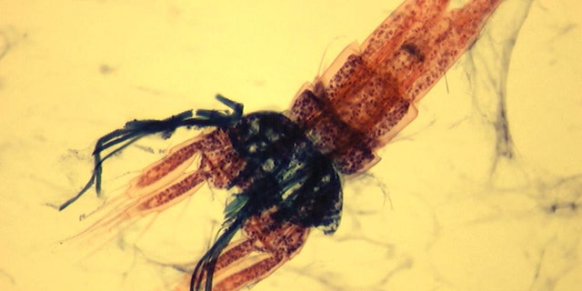 Copepods like this one are in every glass of New York city tap water -- and that's nothing to worry about.