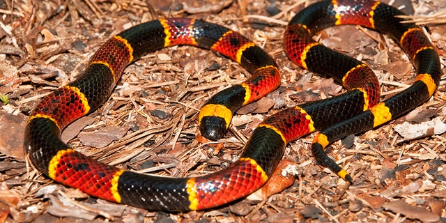 Eastern coral snakes, like the one pictured above, are relatives of the cobra, mamba and sea snake. The colored pattern of yellowing stripes touching red stripes indicates they are venomous. 