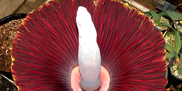 Inside the blooming corpse flower, which gives off the smell of rotting meat.