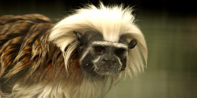 The Cottontop Tamarin (Saguinus oedipus) is a small monkey weighing less than 1lb.