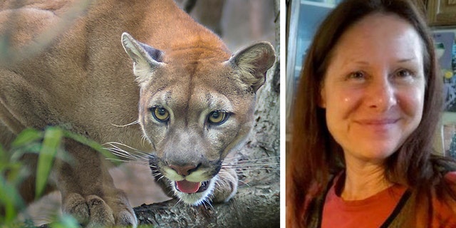 Authorities said Tuesday that Diana Bober, 55, was killed by a cougar in Mt. Hood National Forest in Oregon. She was reported missing two weeks ago.