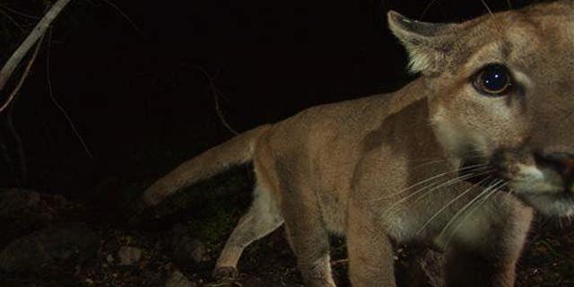 A mountain lion walks near a remote camera in California.
