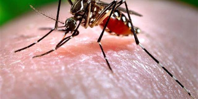 The Aedes aegypti mosquito carries Zika virus.