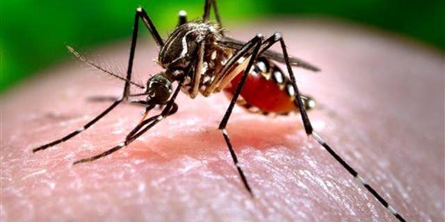 The Aedes aegypti mosquito carries Zika virus.