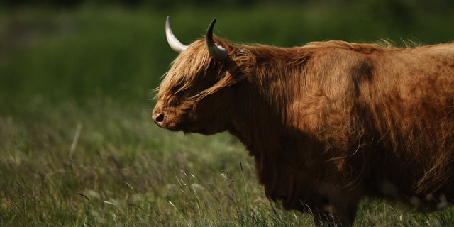 THURROCK, ENGLAND - JUNE 06: Highland Cattle graze on grassland at 'Thurrock Thameside Nature Park' on June 6, 2013 in Thurrock, England. The 120 acres of grass, bramble and shrub that make up 'Thurrock Thameside Nature Park' sits on top of what was Europe's largest landfill site overlooking the Essex coastline in the Thames Estuary. Over the last 50 years six of London's borough's had been dumping their rubbish on the site, (originally a huge gravel pit), which in places is over 30 metres thick. The £2.5Million GBP restoration project run by Essex Wildlife Trust and the landfill company Cory Environmental worked to compact the rubbish before adding a thick layer of clay, known as a pie-crust, over the waste, before covering it in soil. The area which when finished will encompass 845 acres is run by the Essex Wildlife Trust and is home to an array of wildlife including, Shrill Carder Bee, Great Crested Newt, Brown Hare, Avocet, Short-eared Owl, Barn Owl and Kingfisher. (Photo by Dan Kitwood/Getty Images)