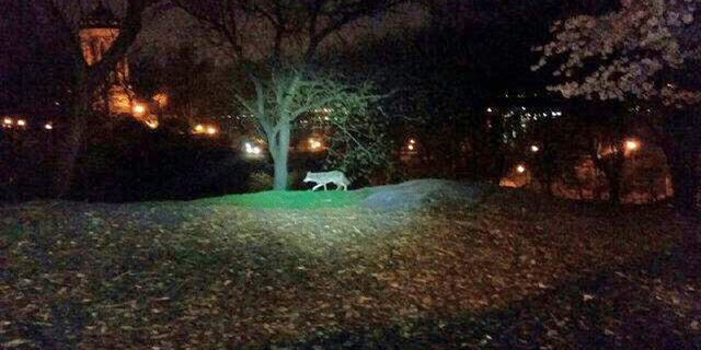 In this photo taken the morning of April 22, 2015, and released by the 24th Precinct of the New York City Police Dept., on Thursday April 23, 2015, a coyote walks in New York City's Riverside Park, on the Upper West Side of Manhattan. While the animals have been spotted periodically in New York since the 1990s and have taken up residence in some Bronx parks, a string of sightings and captures in Manhattan and other unexpected locales in recent months has drawn new attention to them. And experts expect to see more of the adaptable animals in the nation’s biggest city. (New York City Police Dept. via AP)