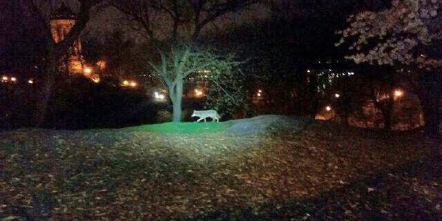 In this photo taken the morning of April 22, 2015, and released by the 24th Precinct of the New York City Police Dept., on Thursday April 23, 2015, a coyote walks in New York City's Riverside Park, on the Upper West Side of Manhattan. While the animals have been spotted periodically in New York since the 1990s and have taken up residence in some Bronx parks, a string of sightings and captures in Manhattan and other unexpected locales in recent months has drawn new attention to them. And experts expect to see more of the adaptable animals in the nation’s biggest city. (New York City Police Dept. via AP)
