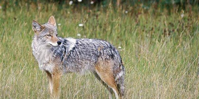A coyote, possibly on the lookout for 'shrooms.