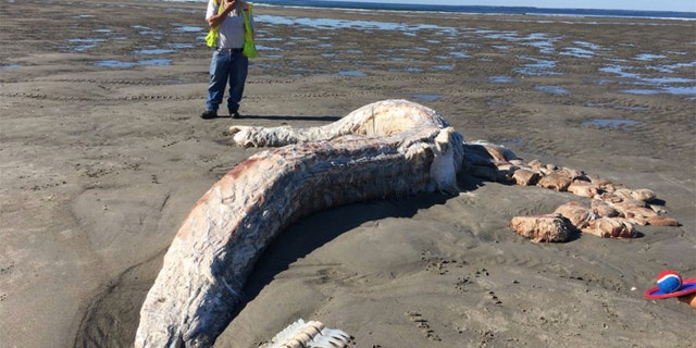 The carcass is possibly that of a basking shark.