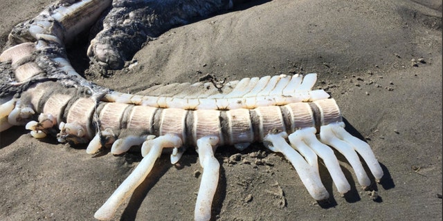 One beach goer said the carcass smelled like a "hot day at a fish market."