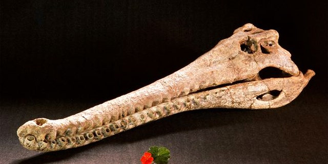 A prehistoric crocodile skull on display at a Kenya museum.