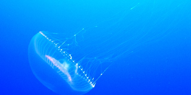 A Crystal jelly (Aequorea victoria) swims gracefully through the ocean.