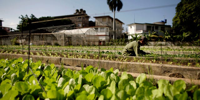 A farmer works in a lettuce field at a hydroponics farm in Havana, Cuba.