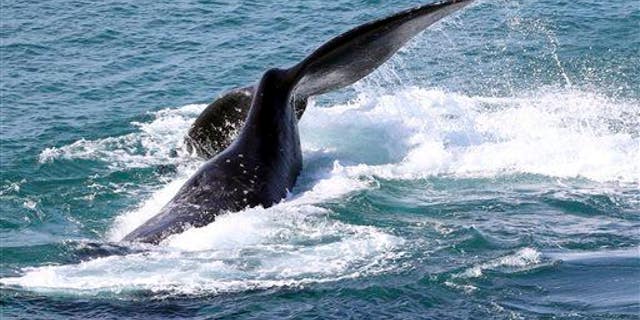 An adult southern right whale frolics in Australian waters off Sydney on July 17, 2014.