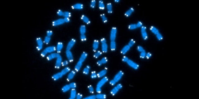 Sept. 5, 2012: The 46 human chromosomes, where DNA resides and does its work. Each chromosome contains genes, but genes comprise only 2 percent of DNA.