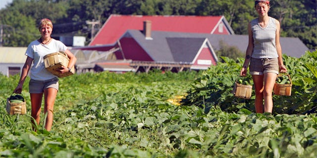 FILE 2010: Members of a picking crew work at Tuttle Farm in Dover, New Hampshire.