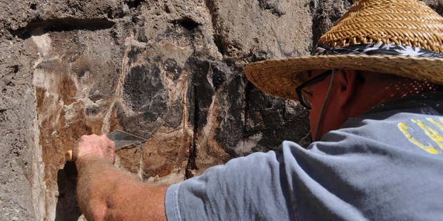 Scientists uncovered the bones of an ancient, extinct species of bison in Vero Beach, Fla.
