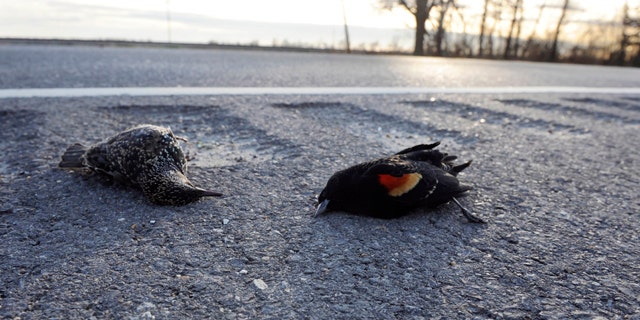 A dead starling, left, and red-winged blackbird lay along the side of the Morganza Hwy. along the side of the Morganza Hwy. in Pointe Coupee Parish, La., Monday, Jan. 3, 2011, about 300 miles south of Beebe, Ark., where more than 3,000 blackbirds fell from the sky three days earlier. Louisiana state biologists are sending some of the birds found at Labarre to laboratories in Georgia and Wisconsin for testing.