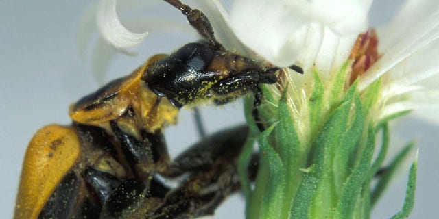 Just before a deadly fungus kills the goldenrod soldier beetle, it instructs the beetle to climb a plant and clamp its mandibles around a flower.