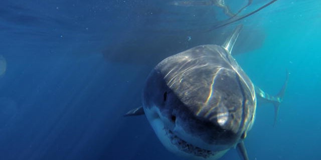 deep blue shark gets eaten