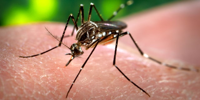 This 2006 photo made available by the Centers for Disease Control and Prevention shows a female Aedes aegypti mosquito acquiring a blood meal from a human host at the Centers for Disease Control in Atlanta. Scientists have made a promising advance for controlling dengue fever, a tropical disease spread by mosquito bites. They've rapidly replaced mosquitoes in the wild with skeeters that don't spread the dengue virus. The report is to be released in the Thursday, Aug. 25, 2011 issue of the journal Nature. (AP Photo/Centers for Disease Control and Prevention, James Gathany)