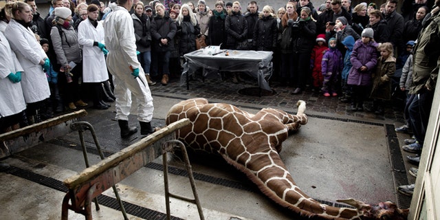 Marius, a male giraffe, lies dead before being dissected, after he was put down at Copenhagen Zoo on Sunday, Feb. 9, 2014.