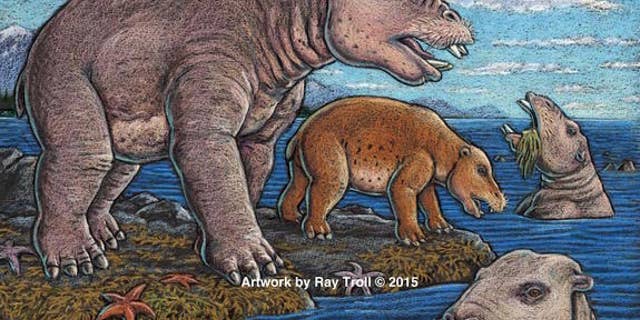 An illustration of the newfound species of hippopotamus-size mammals from Unalaska that suction-fed on shoreline vegetation.
