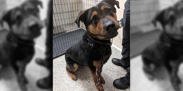 Courage, a 3-year-old German Shepherd-Rottweiler mix, was found in Detroit with a mountain climbing hook "literally in his skin."