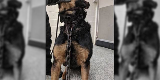 Courage, who underwent surgery to remove the hook just after being rescued, also tested positive for heartworms.