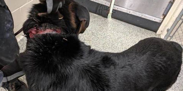 Courage was scheduled to undergo his second surgery Wednesday night “to repair a gaping would on the back of his neck," the rescue said.