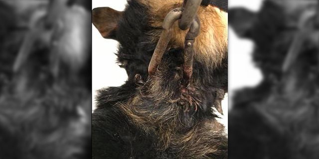 Courage was found "suffering in the cold, basically chained down with a metal piercing in his neck."