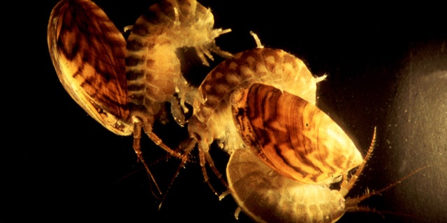 Dikerogammarus villosus may be tiny, but this crustacean is a vicious predator, shown here with zebra mussels.