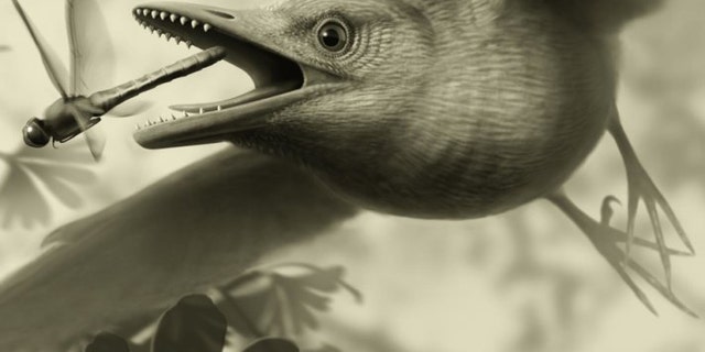 A new paper documents the intricate arrangement of the muscles and ligaments that controlled the main feathers of the wing of an ancient bird, supporting the notion that at least some of the most ancient birds performed aerodynamic feats similar to those of many living birds.