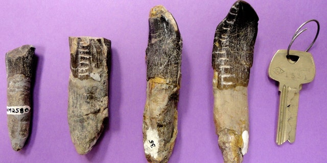 A new study of the teeth of dinosaurs suggests long-necked, plant-eaters migrated hundreds of miles to find enough food for their gargantuan appetites.