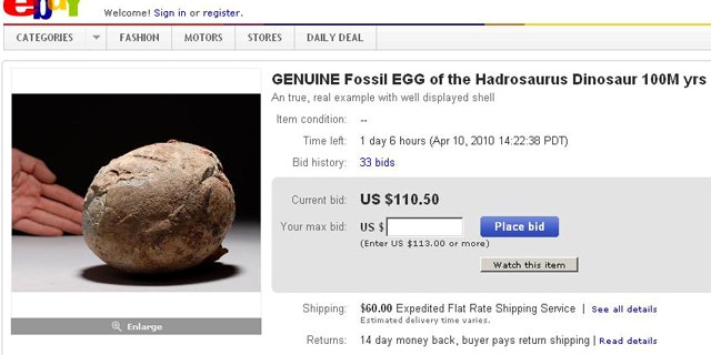 Fossils -- such as this Hadrosaurus egg on eBay -- are big business, and unfortunately can inspire theft.