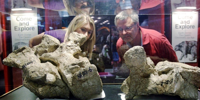 Glenn Storrs, right, curator of vertebrate paleontology at the Cincinnati Museum Center, and Stephanie Lowe look at a vertebrae fossil from the tail of a long-necked titanosaur, on display at the museum in Cincinnati. The fossil is part of an exhibit making its world premiere Friday, Nov. 26, 2010, at the museum.