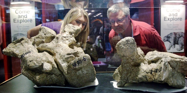 Glenn Storrs, right, curator of vertebrate paleontology at the Cincinnati Museum Center, and Stephanie Lowe look at a vertebrae fossil from the tail of a long-necked titanosaur, on display at the museum in Cincinnati. The fossil is part of an exhibit making its world premiere Friday, Nov. 26, 2010, at the museum.