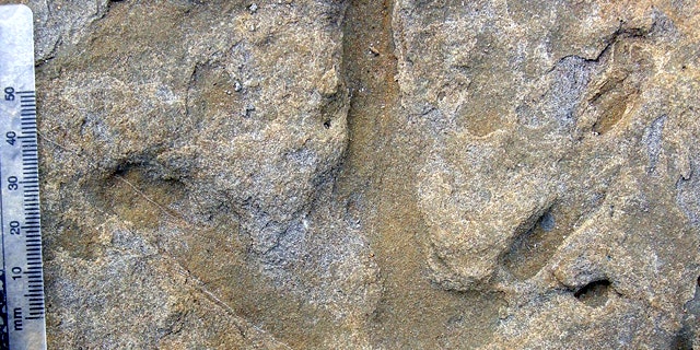 A close up view of one theropod footprint the recent spate of markings found on a beach in Australia, a part of the continent that used to be a part of the South Pole.