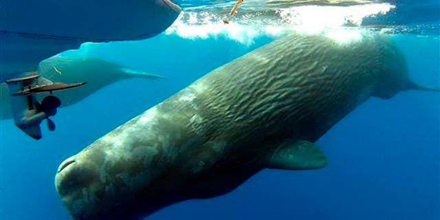 This Monday, Oct. 6, 2014 photo shows sperm whales swimming in the waters off the coast of Dana Point, Calif.