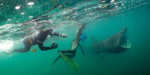 PIC BY Will Clark / CATERS NEWS - (PICTURED divers with the basking sharks) These fearless snorkelers were left JAWS-dropped after a huge dorsal fin appeared behind them but all was not as it seemed. Will Clark, from Somerset, was swimming in waters around the Inner Hebrides archipelago in Scotland last month when he snapped the perfectly-timed photograph. But luckily for the divers, the animal which had come to investigate them was not a deadly great white shark but a much more harmless basking shark. While basking sharks are the second biggest fish in the ocean with only whale sharks bigger the gentle giants survive on a human-free diet of plankton and small crustaceans. SEE CATERS COPY