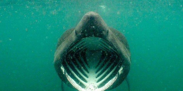 PIC BY Will Clark / CATERS NEWS - (PICTURED A basking shark) These fearless snorkelers were left JAWS-dropped after a huge dorsal fin appeared behind them  but all was not as it seemed. Will Clark, from Somerset, was swimming in waters around the Inner Hebrides archipelago in Scotland last month when he snapped the perfectly-timed photograph. But luckily for the divers, the animal which had come to investigate them was not a deadly great white shark but a much more harmless basking shark. While basking sharks are the second biggest fish in the ocean  with only whale sharks bigger  the gentle giants survive on a human-free diet of plankton and small crustaceans. SEE CATERS COPY