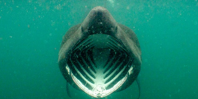 PIC BY Will Clark / CATERS NEWS - (PICTURED A basking shark) These fearless snorkelers were left JAWS-dropped after a huge dorsal fin appeared behind them but all was not as it seemed. Will Clark, from Somerset, was swimming in waters around the Inner Hebrides archipelago in Scotland last month when he snapped the perfectly-timed photograph. But luckily for the divers, the animal which had come to investigate them was not a deadly great white shark but a much more harmless basking shark. While basking sharks are the second biggest fish in the ocean with only whale sharks bigger the gentle giants survive on a human-free diet of plankton and small crustaceans. SEE CATERS COPY