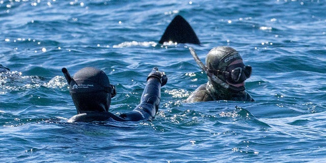 These snorkelers were confronted by a huge dorsal fin in Scotland's Inner Hebrides. Luckily the animal was a harmless basking shark