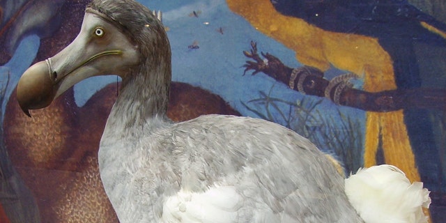 The flightless dodo went extinct in the 17th century, as a direct result of mankind's actions. Could modern science have predicted its risk -- and saved the dodo?
