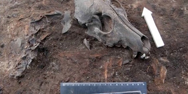 Archaeologists have discovered a prehistoric dog graveyard at a 2,000-year-old village near the Arctic Circle in Russia's Siberia.