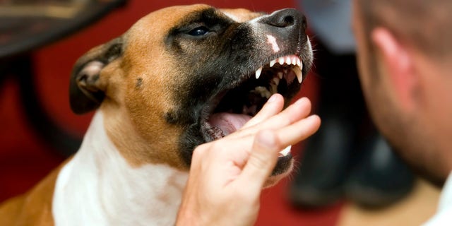 Dog Bites Man