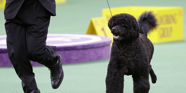 FILE - This Feb. 11, 2014, file photo shows Matisse, a Portuguese water dog, competing in the working group during the Westminster Kennel Club dog show in New York. The Westminster Kennel Club show starts next week in New York and dog lovers all over the world can step right into the judging ring, thanks to the newest tech piece at America's top pooch pageant. (AP Photo/Frank Franklin II, File)