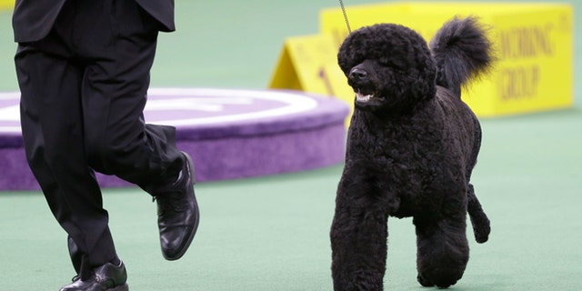 FILE - This Feb. 11, 2014, file photo shows Matisse, a Portuguese water dog, competing in the working group during the Westminster Kennel Club dog show in New York. The Westminster Kennel Club show starts next week in New York and dog lovers all over the world can step right into the judging ring, thanks to the newest tech piece at America's top pooch pageant. (AP Photo/Frank Franklin II, File)