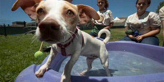 Pets Summer in the Shelters